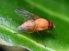 Phaonia pallida